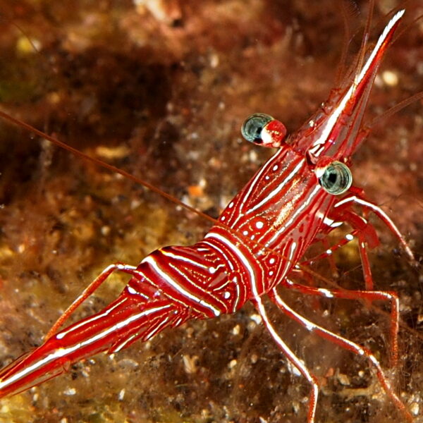 میگو کمل رقصنده