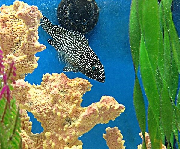 گروپر لکه سفید