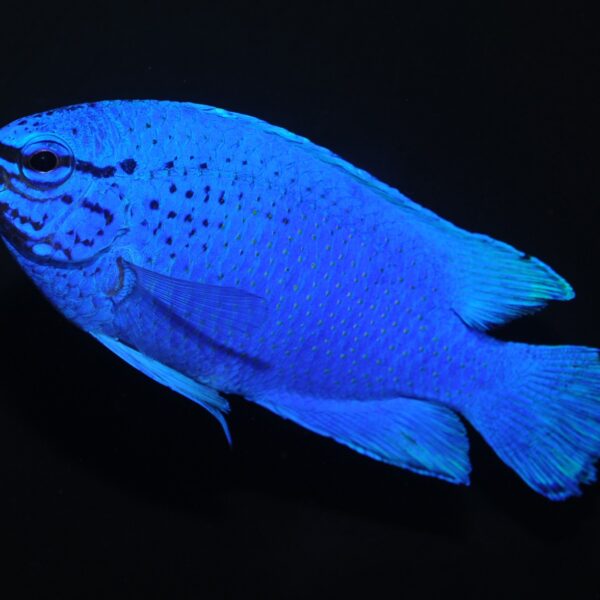 دامسل بلو دویل