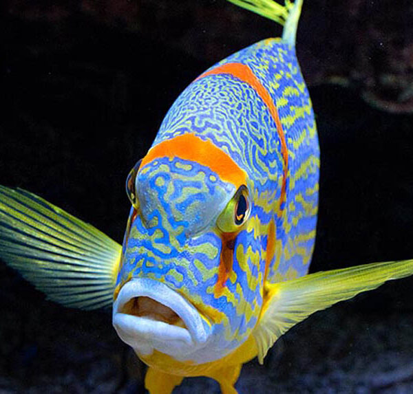 اسنپر باله بلند(بالغ)