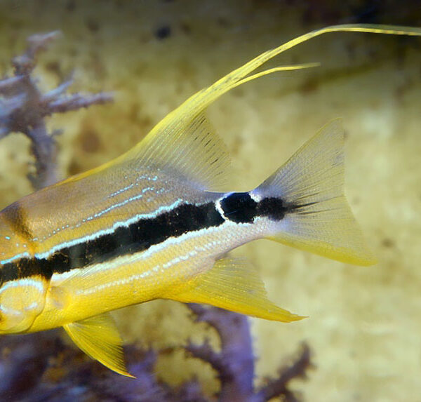 اسنپر باله بلند ( جوان )