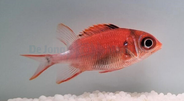 سنجاب ماهی نقره ای