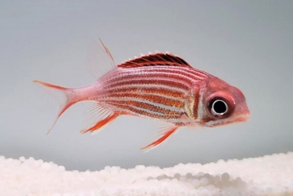 سنجاب ماهی تاج دار