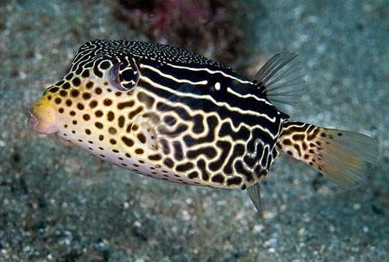 جعبه ماهی خطی