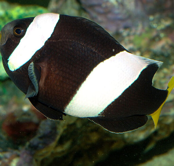 دلقک ماهی سبا