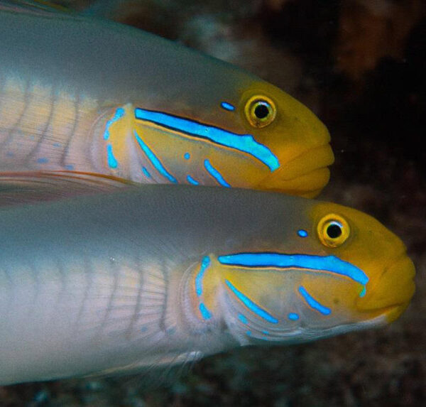 گابی اسلیپر سر طلایی