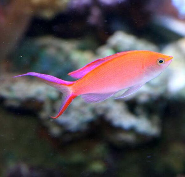 انتیاس اسمیت