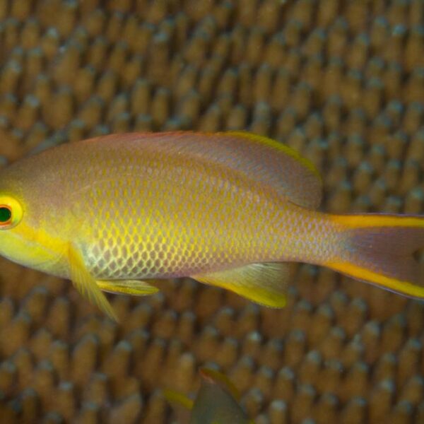 آنتیاس گونه قرمز