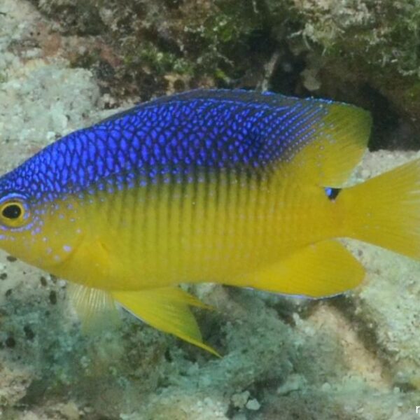 دامسل کوکوآ