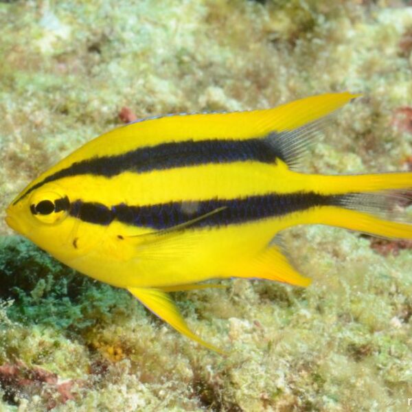 دامسل  زرد خط مشکی