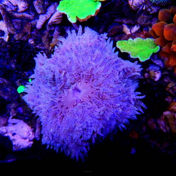 شقایق شنی نوک بنفش