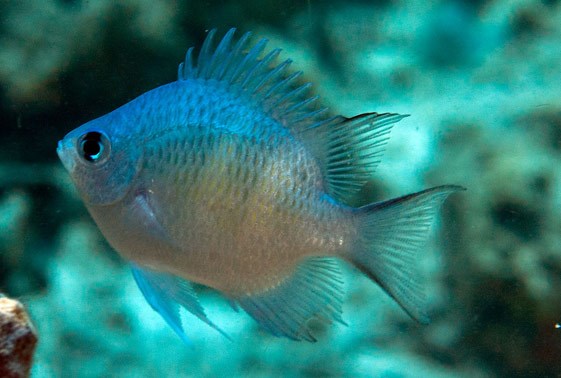 دامسل استاغورن