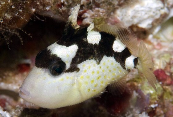 ماشه ماهی ستاره ای