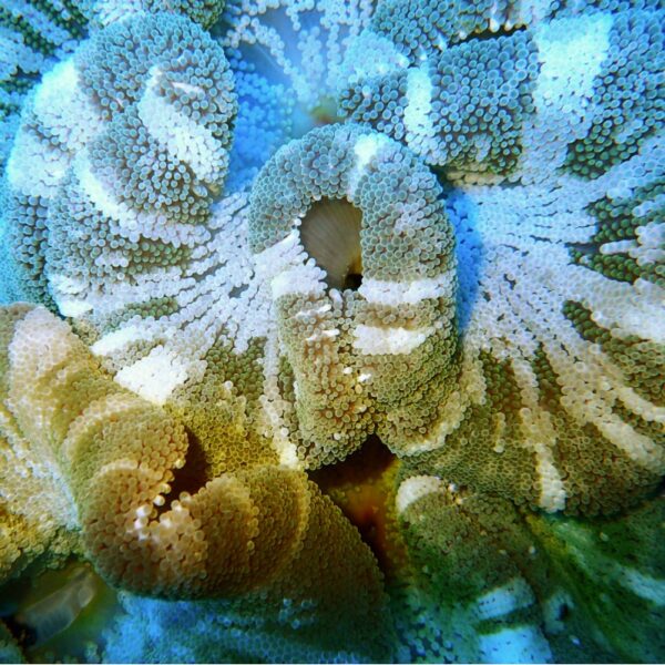 شقایق موکتی سبز متالیک