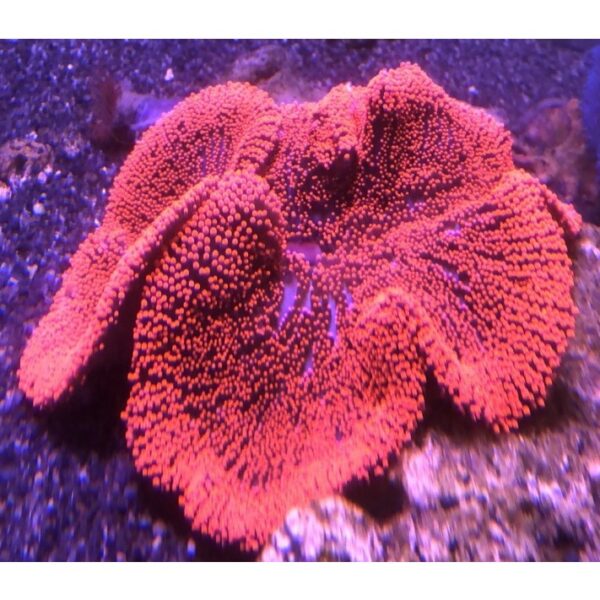 شقایق موکتی هادونی قرمز