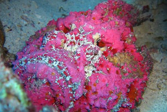 ماهی سنگی قرمز/نارنجی