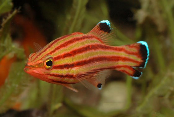 هاگ فیش ماسودی