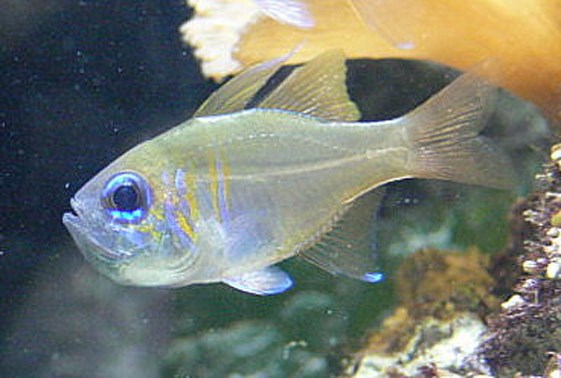 کاردینال چشم آبی