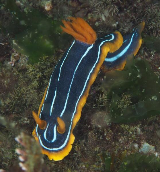 خرگوش دریایی نارنجی