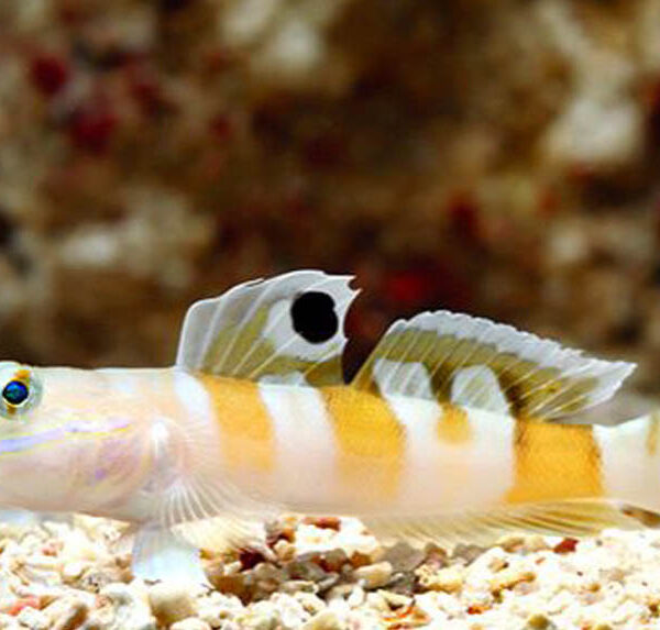 گابی اسلیپر تایگر