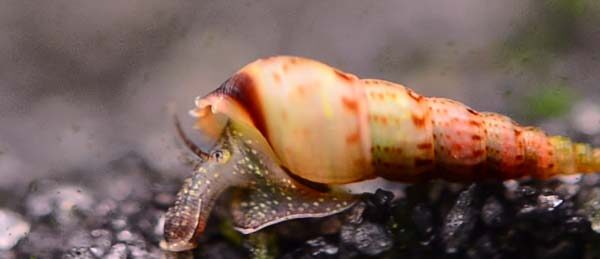 حلزون ترامپت خال قرمز