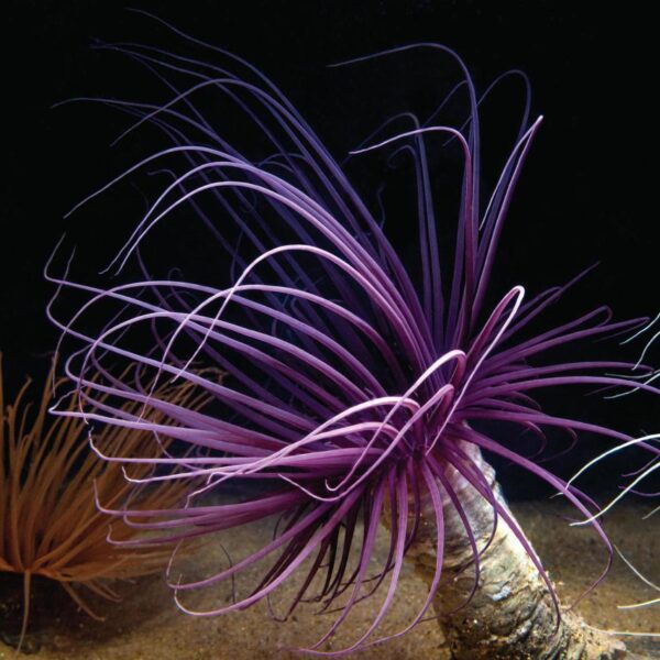 شقایق لوله ای بنفش/آبی