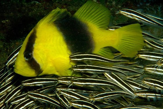 صابون ماهی دو بند