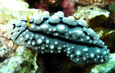 خرگوش دریایی سفید