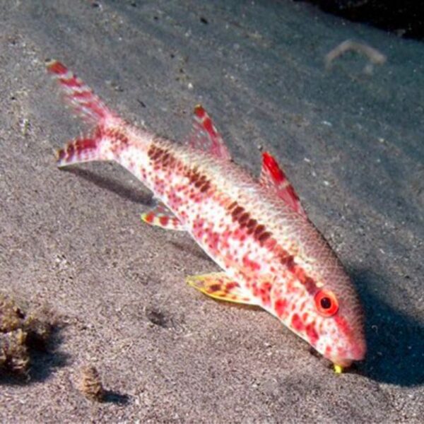 بزماهی لک دار