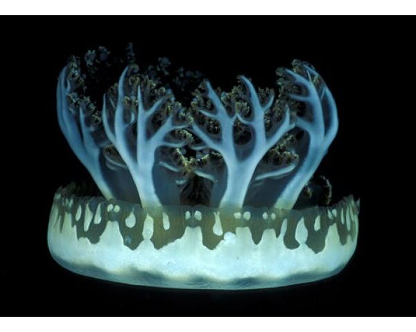 عروس دریایی سر و ته