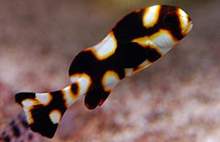 لب شیرین نوار زرد