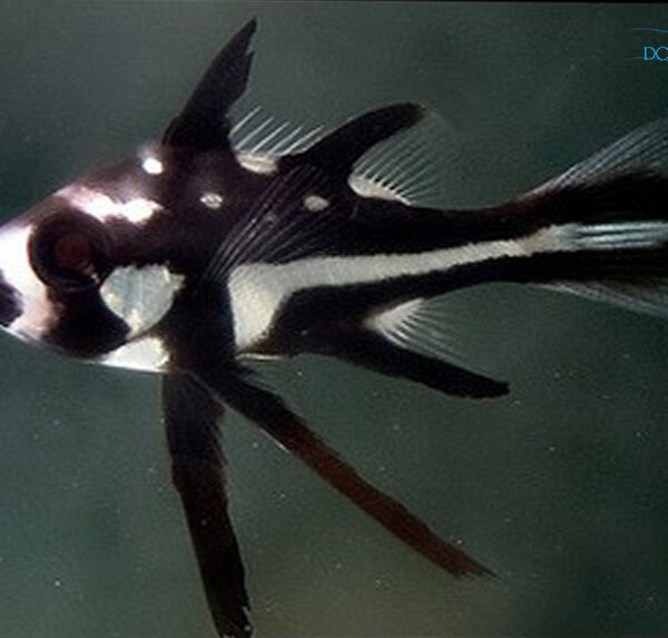 اسنپر بلک بیوتی