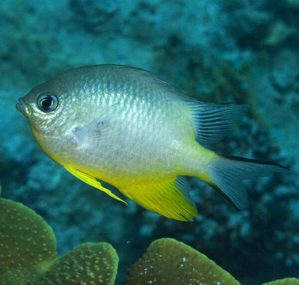 دامسل شکم سفید