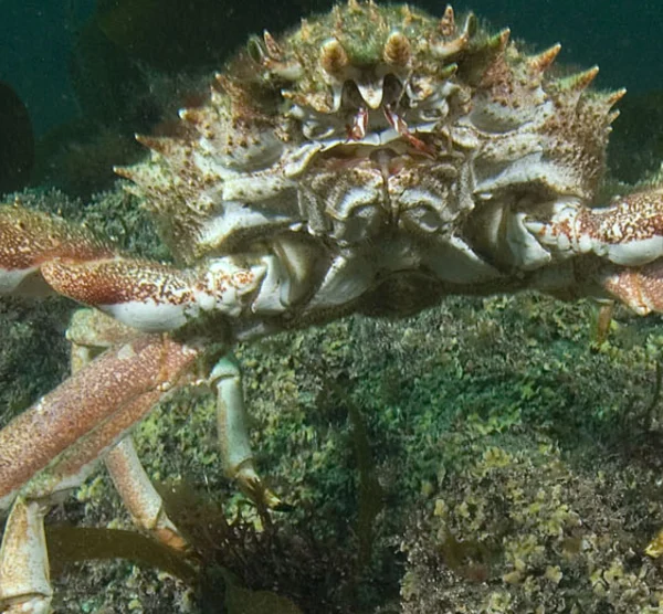 خرچنگ عنکبوتی خاردار