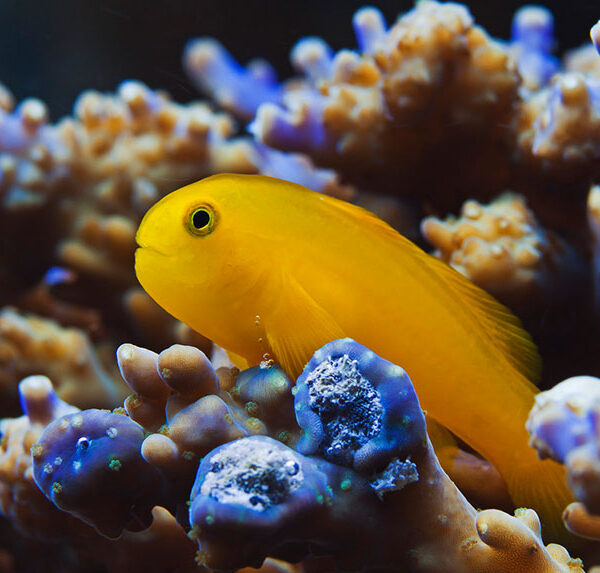 گابی دلقک زرد