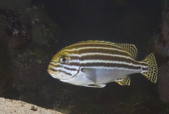 لب شیرین با نوار طلایی