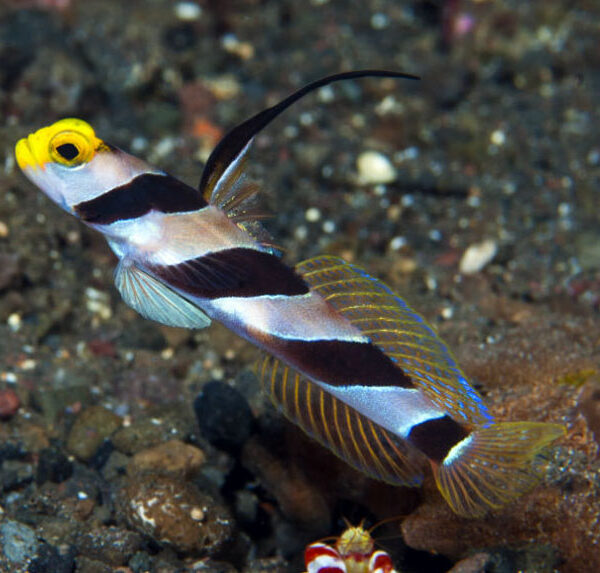 گابی بینی زرد