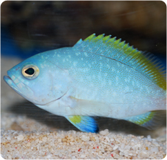 گروپر زرد و آبی