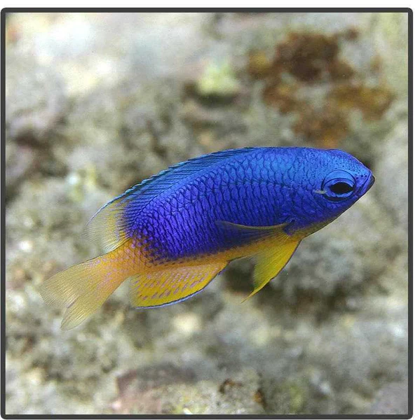 دامسل شکم زرد