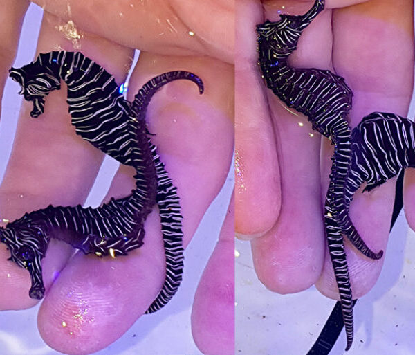 اسب دریایی گور خری