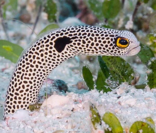 مار باغچه ای خال دار