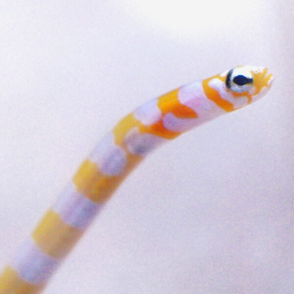 مار باغچه ای نوار نارنجی