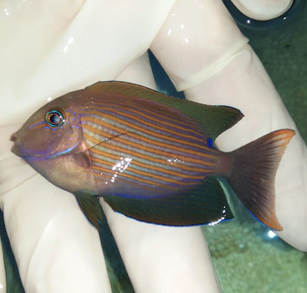 جراح ماهی دلقک خط قرمز