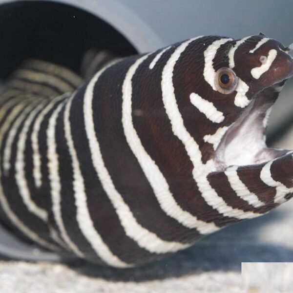 مار ماهی زبرا