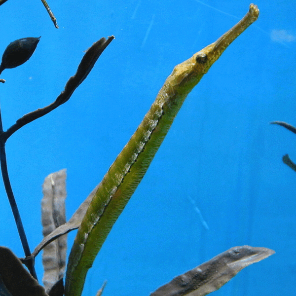 پایپ فیش تمساحی سبز