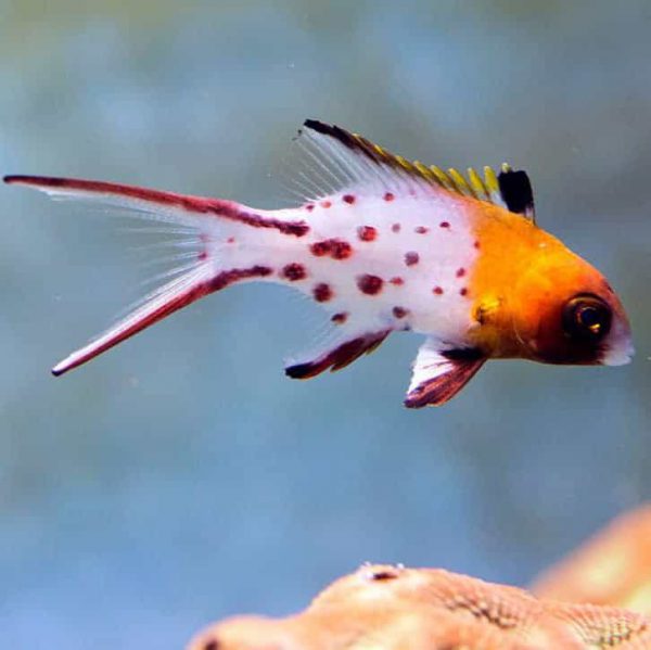 هاگ فیش دم چنگی