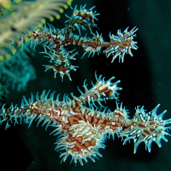 پایپ فیش گاست هارلیکوئین