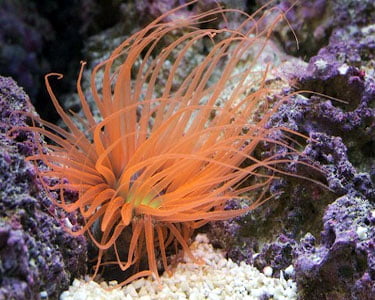 شقایق لوله ای نارنجی