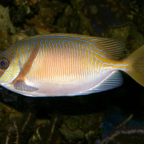 خرگوش ماهی اسکریبلد