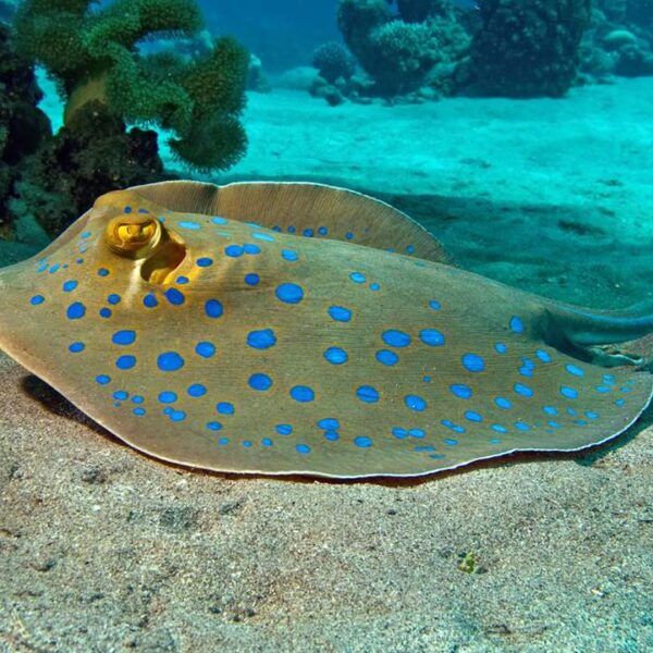 سفره ماهی خال آبی